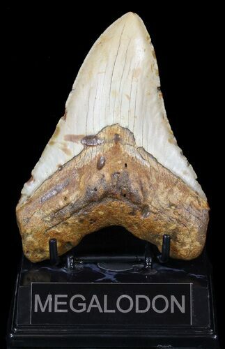 Megalodon Tooth - North Carolina #59087